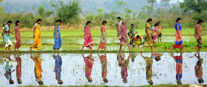 Women walk across a rice paddy in Odisha, India. Photo credit: Justin Kernoghan