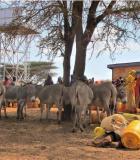 People and livestock wait their turn at a strategic borehole in Kenya, Joyce Kisiangani, Aquaya. (Photo from Kenya RAPID activity)